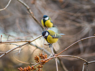 Cute bird Great tit, songbird sitting on a branch without leaves in the autumn or winter.