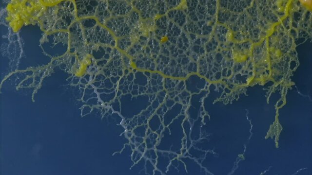 Yellow slime mold (Physarum polycephalum) grows and quivers on blue background.