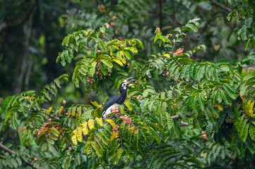 Oriental pied hornbill is a medium size bird © chamnan phanthong