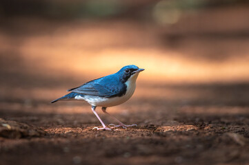Fototapeta premium Male of siberian blue robin