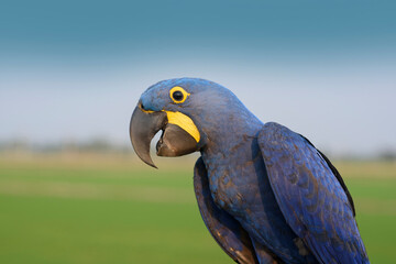 Closeup Hyacinth  blue macaw , The largest parrot