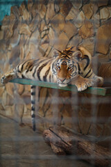 Fototapeta na wymiar Portrait of huge striped sad Siberian tiger resting in a cage in the zoo. Endangered species and environmental and animal protection. Happy Chinese New Year symbol of 2022. 