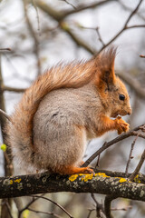 The squirrel with nut sits on a branches in the spring or summer.