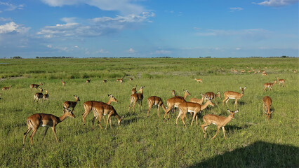 A group of impala antelopes graze on the lush green grass of the African savannah. Blue sky, clear...