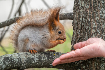 Fototapeta premium A squirrel in the spring or autumn eats nuts from a human hand. Eurasian red squirrel, Sciurus vulgaris