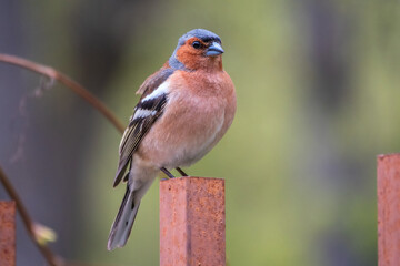 Common chaffinch, Fringilla coelebs, sits on an iron fence in spring on green background. Common chaffinch in wildlife.