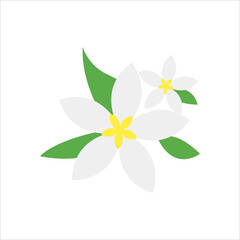 jasmine flower icon. flat icon vector illustration isolated on a white background. for the theme of flowers, plants and others
