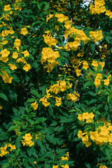 yellow flowers on green background