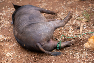 The big fat wild boar was tied with a rope on its leg. Wild animals caught by hunters The idea of...