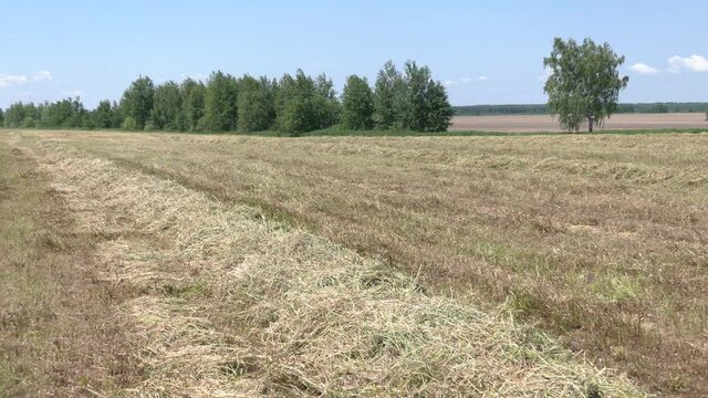 Rural landscape. Harvested hay in rows waiting for bailing. Mowed hay on the field. Hay windrows in the field
