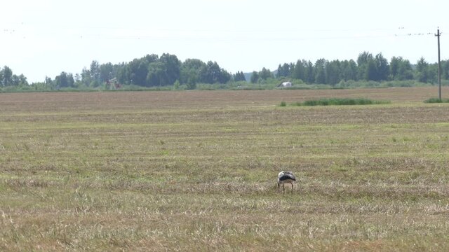 White stork (Ciconia ciconia) with a common vole (Microtus arvalis) in its beak. Bird while hunting for food. Birds help reduce rodents in the fields. Bird walking on a mown field. 
