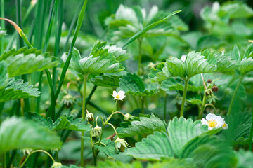 Strawberry leaves and flowers, background. Strawberry leaves and flowers, background. 