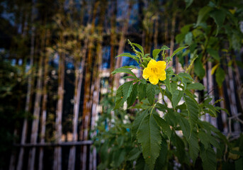 flowers in the garden