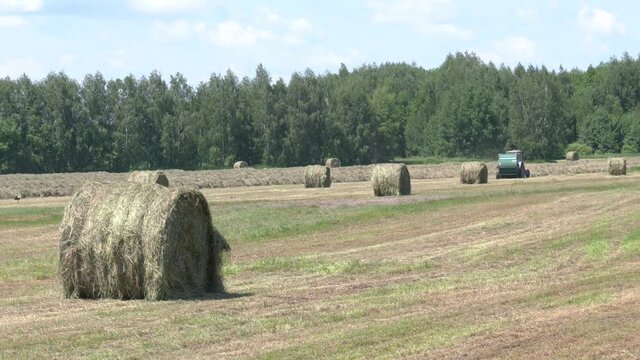 Rural landscape. Harvested hay in rows waiting for bailing. Mowed hay on the field. Hay windrows in the field
