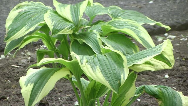 Close up of the leaves of the Hosta 'Patriot'. Green leaves with white border bush hosts
