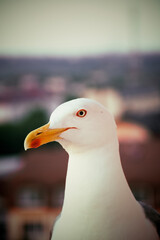close up of a seagull