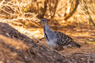 A stocky ground-dwelling Australian bird about the size of a domestic chicken known as the Malleefowl (Leipoa ocellata)