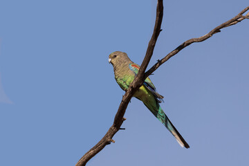 Close-up of an adult female Mulga Parrot (Psephotus varius) perched on a branch