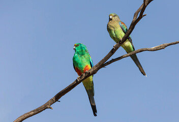 Close-up of adult male and female Mulga Parrot's (Psephotus varius) perched on a branch