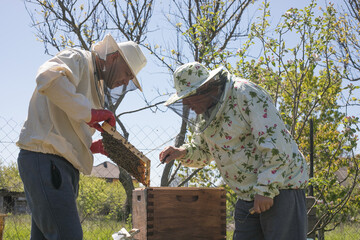 Beekeeper is working with bees and beehives on the apiary. To restack a hive, to sample a colony of varroa, to shift the genetics of a colony. Authentic scene of life in garden