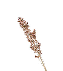 Sorghum  drummondii isolated on white background.