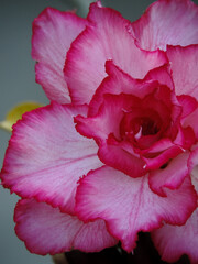 Adenium flower close up