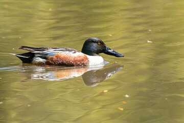 Fototapeta premium close up of a male duck with long beak swimming in the pond with reflection on the water surface
