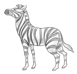 Zebra animal with stripes, wildlife mammals vector