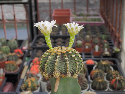 Close-up a Gymnocalycium friedrichii lb 2178 'Agua Dulce' and two flowers blossom with nature blurred background.