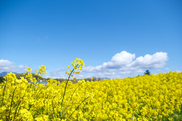 Obraz premium 菜の花畑