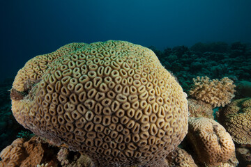 Naklejka na ściany i meble Underwater Red Sea seascape. Coral reef near Makadi Bay, Egypt