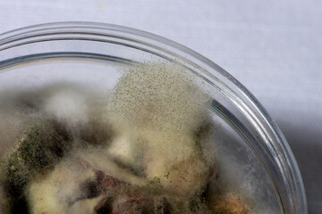 Mold on food close up.