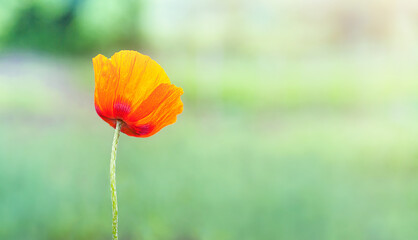 single bright poppy on a green background
