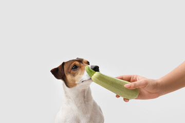 Owner feeding cute dog with zucchini on light background