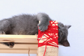 A small gray kitten climbs a homemade scratching post made of rope and a rack. Sharpens claws, scratches furniture. Cat toys. © detry26