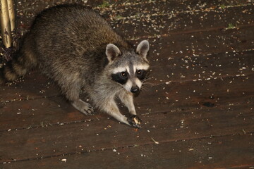 Racoon eating at night time. 