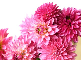 Pink  Dahlia flowers on white background.