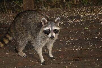 Racoon eating at night time. 
