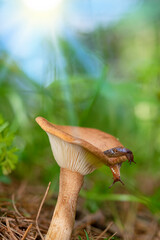 A cute brown slug looks out from under the cap of a brown mushroom.Colorful beautiful blurred wildlife background with selective focus.