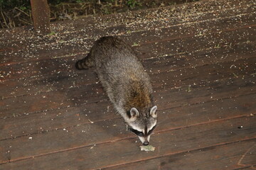 Racoon eating at night time. 