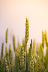 wheat on the field in sunset