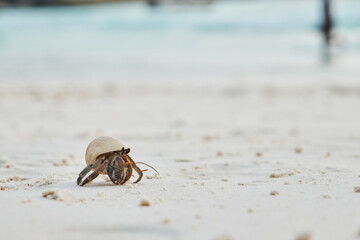 a small hermit crab walking slowly along the beach in the afternoon seaside with blurred blue sea in background