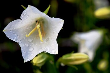 Fototapeta na wymiar inflorescence of white bellflower after rain with water drops on petals close-up on a summer day
