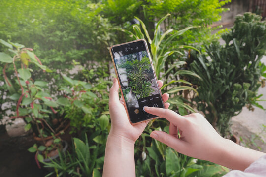 Hands holding a smartphone and taking photo of plants in the garden