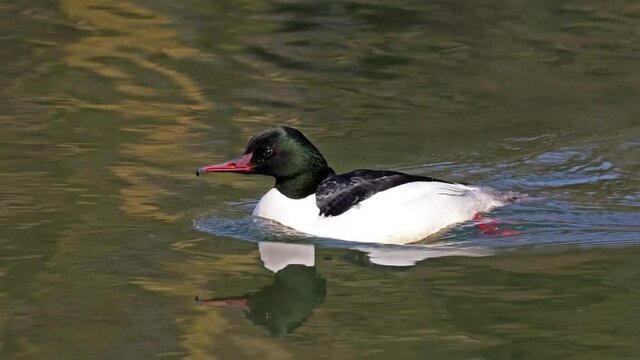 Sager Bilder Durchsuchen 7,771 Archivfotos, und Videos