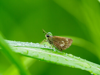 セセリチョウの頭に雨の雫