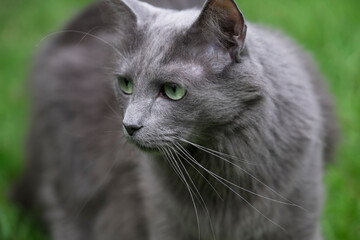 Nebelung cat with green eyes staring to the right, on green background. Focus on nose and whiskers