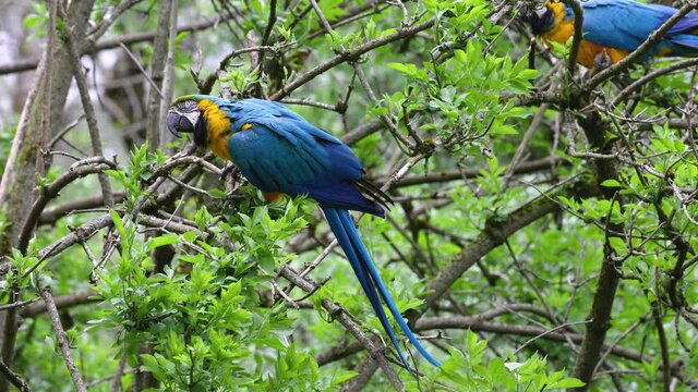 The Blue-and-yellow Macaw, Ara ararauna also known as the blue-and-gold macaw, is a large South American parrot with mostly blue top parts and light orange underparts