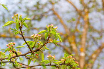 Spring garden in the evening. Pear buds on a tree in the garden