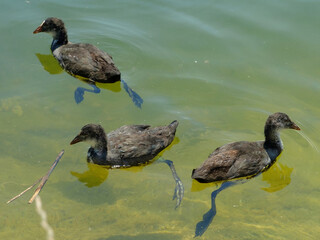 wild ducks chicks swim on the lake